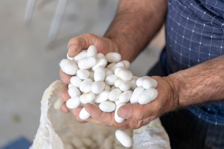 230 tondan artıq yaş barama təhvil verilib